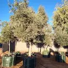 نخل واشنطني جميع المقاسات لزينه البيتو والشوارع