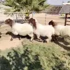 5 رخال نعيييم مقنوي طيبات