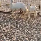 شاه خلفه ثنيه