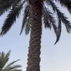 نخيل للبيع طول 10 - 9 متر