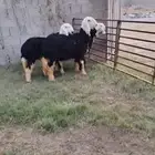 3 جذعات نجد مقنوي ولاذبح