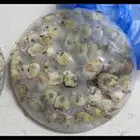 طيور شحمم وحجم سعر خاصص