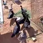 للبيع بط مصري علا وجه البيض شرط صحه وعدال ا