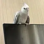 كروان هولندي اليف