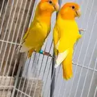 زوج روز اورنج اوبلاين بفروخه