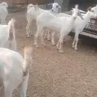 تسع جفار طيب