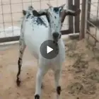 فحل بيشي.. السن جدع
