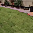 تورسد ثيل طبيعي من المزرعة مباشرة درجه اولى