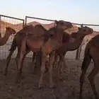 قعدان العدد7 . توهن معزولات عن امهاتهن اعمارهن من 7شهور ا