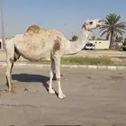 للبيع ضروبه