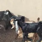 للبيع تيوس وبهم نعيمي