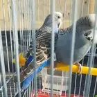 زوج هولندي توني مشتريه