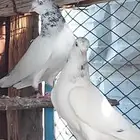 جوز جنسرا الفخم ولد الأصل يطرد على البيض