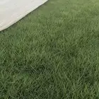 ثيل طبيعي درجه اولى من المزرعه مباشرة موقعنا الخرج