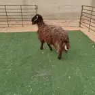 جذع نعيمي اردني ظهر وطرف 8 شهور