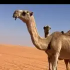 عشرا وبنتها حد 13500 وحقه تلقي حد 8500 البيع عاجل