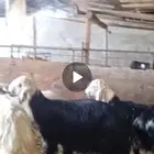 نجدي طليان يوجد تابي