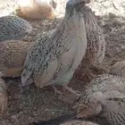 سمان كريمي للبيع