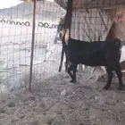 عنز حايل شرط
