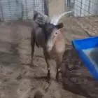 تيس عماني طيب