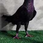 حمام شامي مسود و قرنفلي