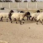 للبيع 19 نعيم صنف معرفه بفحل ومرياع