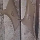 قطع مكسيما99