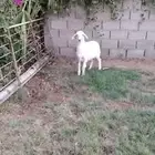 رخل حريه ظهر وطرف