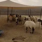 غنم نعيم