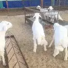 خرفان نظاف وسمان وشعره