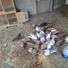 حمام فرنسي للبيع موقع تنومه