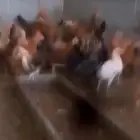 بيع دجاج وديكه ثلاثه شهور
