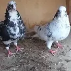 زوج قطيفي بفرخه