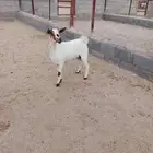 للبيع عناق جذعه دافع حصيب شرط