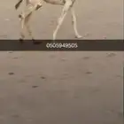 قعود حق رماني اوضح