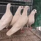 تم البيع الله يبارك
