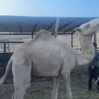 بكره للبيع