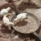 دجاجه معها 5 فروخ