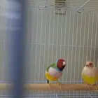 زوج قولدن منتج