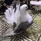 حمام هزازي