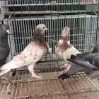 تم البيع