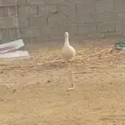 وز لي للبيع