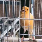 كناري
