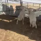 شياة حيل مغقة شحم