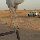 معشر للبيع
