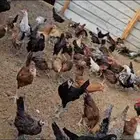دجاج عمر اربع شهور