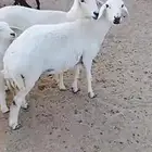 للبيع 4ضان دفيع صنف يتبعهاخروف شعره وجرم وطرف