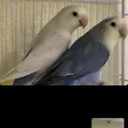 مطلوب روز لي التبني