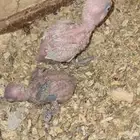 فروخ روز وفيشر