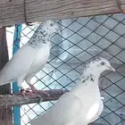 جوز جنسرا منتج بجميع المواصفات المطلوبه وعلى الشرط